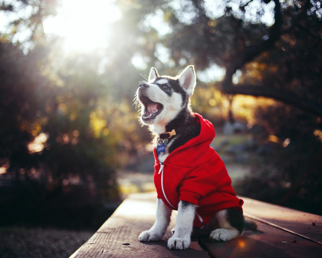 Fondo de pantalla Cute Husky Puppy 1280x1024