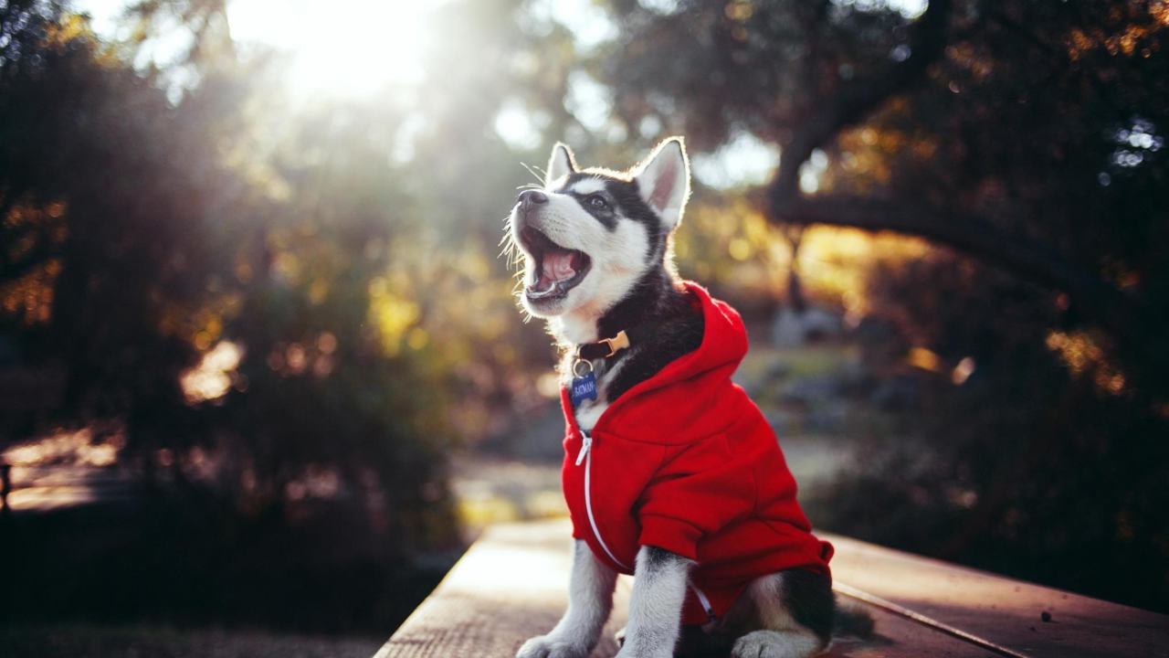 Cute Husky Puppy screenshot #1 1280x720