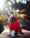 Cute Husky Puppy wallpaper 128x160