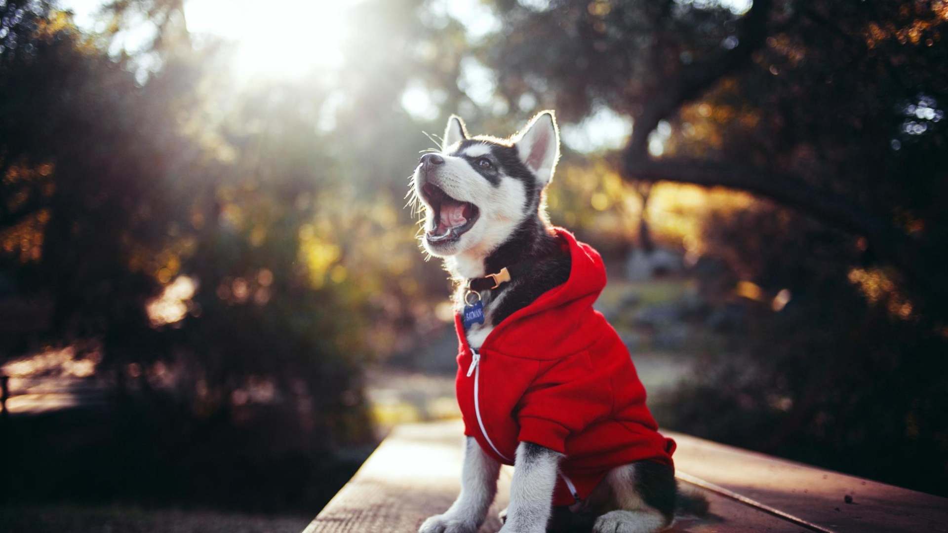 Обои Cute Husky Puppy 1920x1080