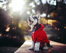Fondo de pantalla Cute Husky Puppy 220x176