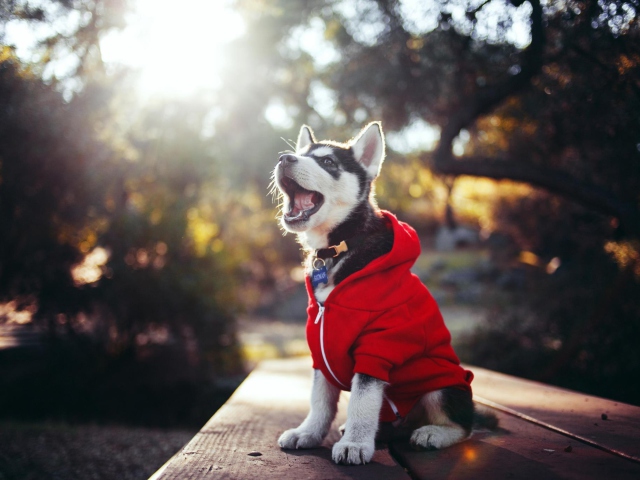 Fondo de pantalla Cute Husky Puppy 640x480