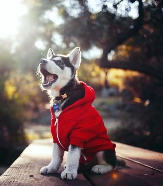 Cute Husky Puppy - Obrázkek zdarma pro 128x160