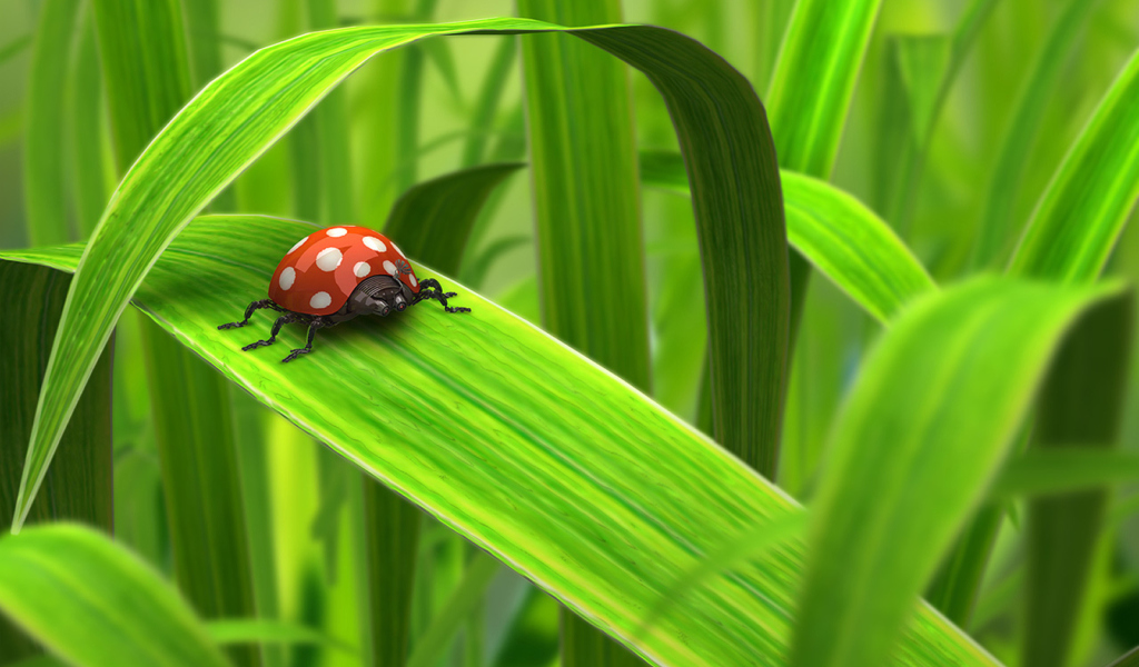 Обои Red Ladybug On Green Grass 1024x600
