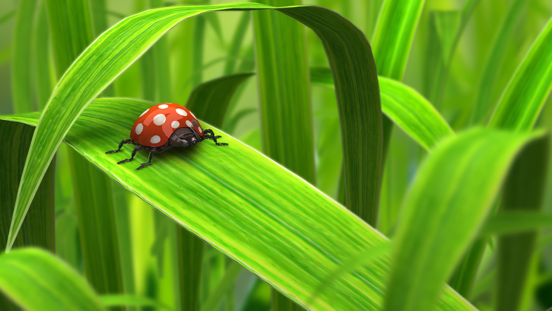 Обои Red Ladybug On Green Grass 1920x1080