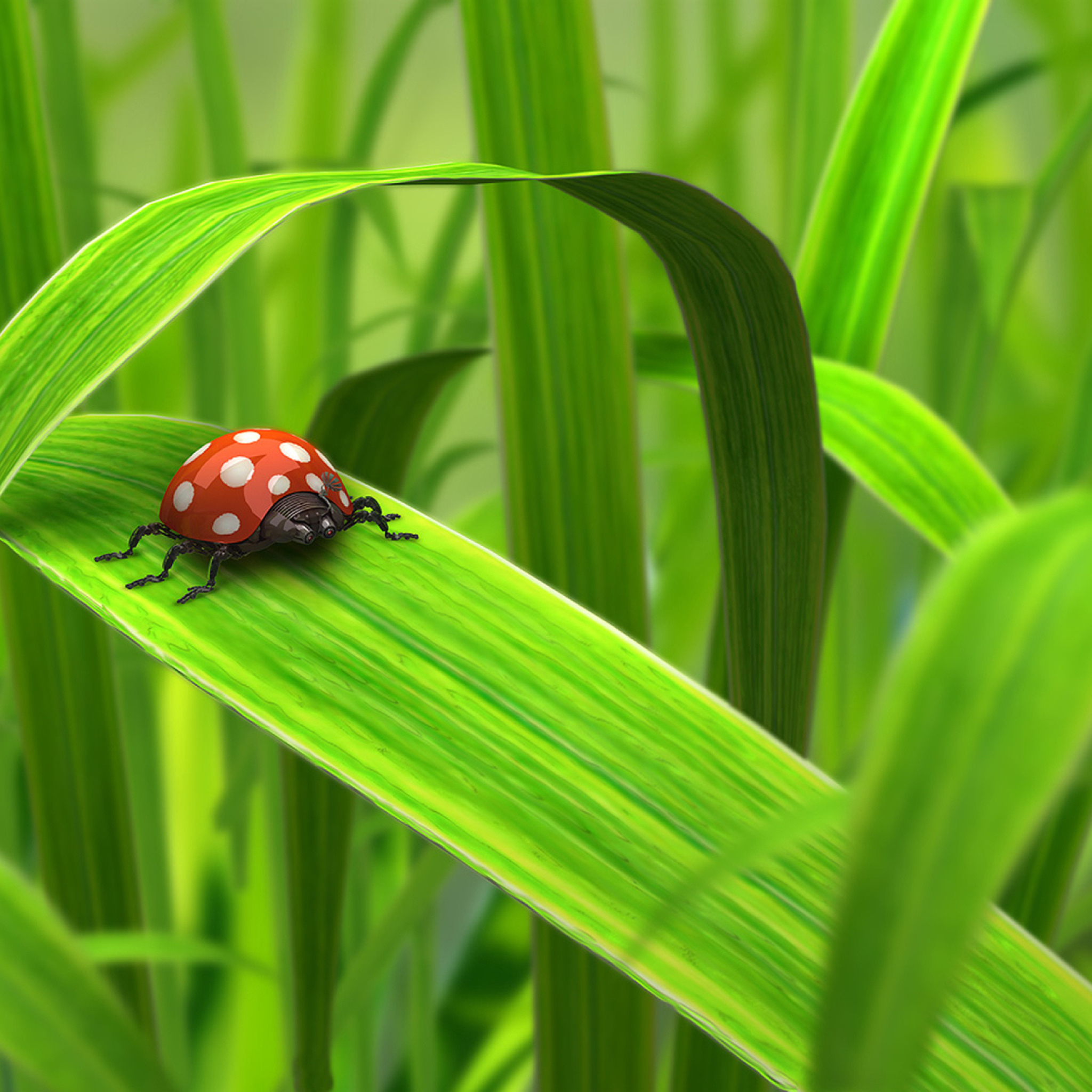 Sfondi Red Ladybug On Green Grass 2048x2048