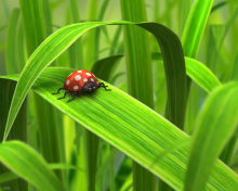 Обои Red Ladybug On Green Grass 220x176