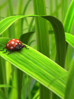 Обои Red Ladybug On Green Grass 240x320