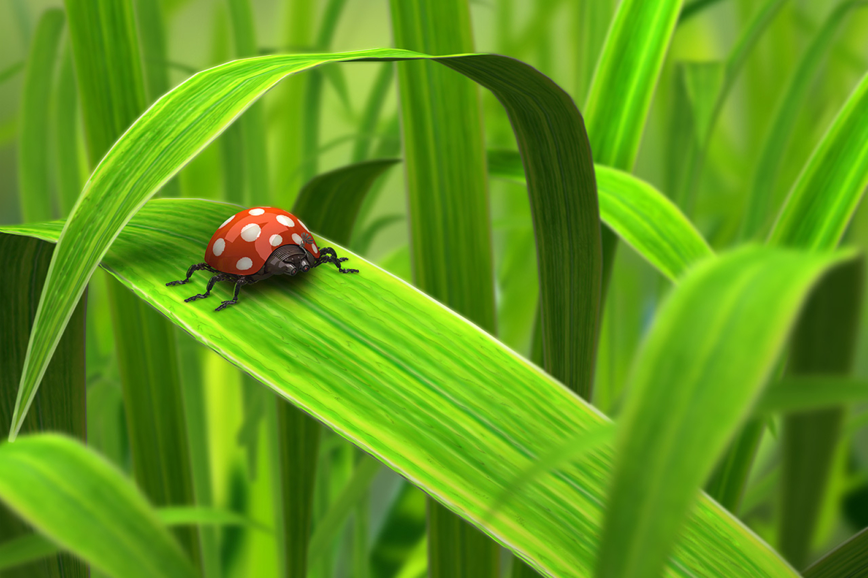 Das Red Ladybug On Green Grass Wallpaper 2880x1920