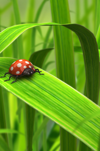 Das Red Ladybug On Green Grass Wallpaper 320x480