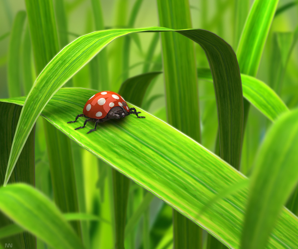 Обои Red Ladybug On Green Grass 960x800
