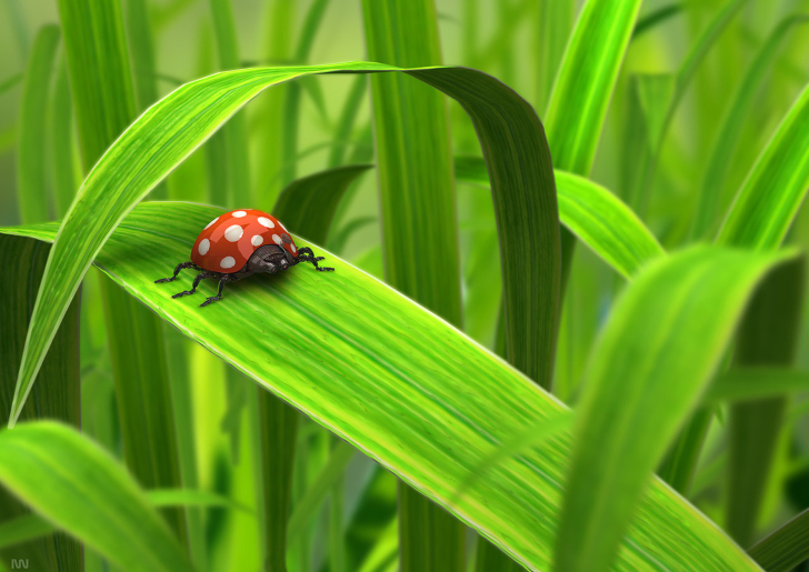 Das Red Ladybug On Green Grass Wallpaper