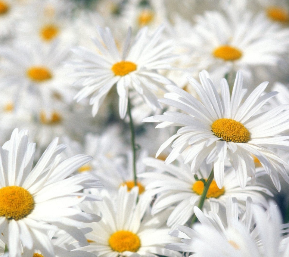 Daisies wallpaper 960x854