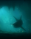 Shark Underwater wallpaper 128x160