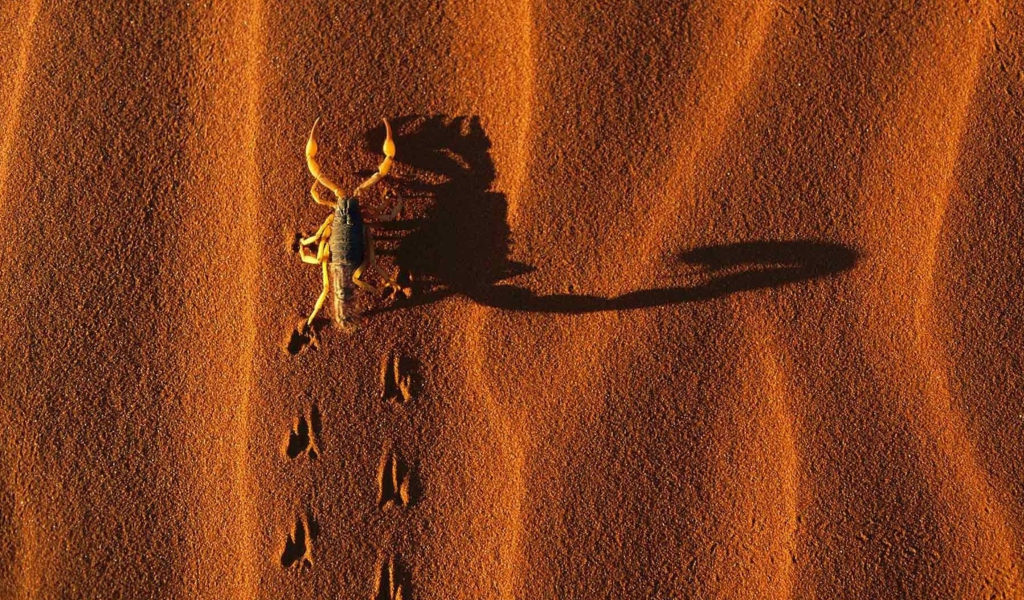Das Scorpion On Sand Wallpaper 1024x600