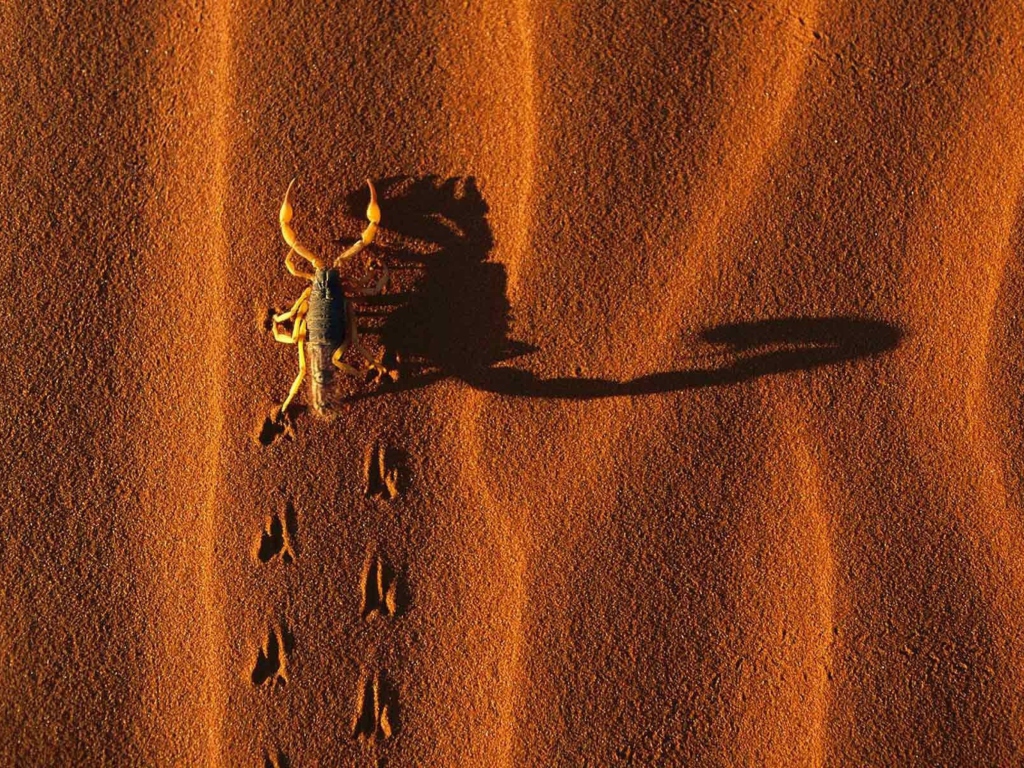 Обои Scorpion On Sand 1024x768