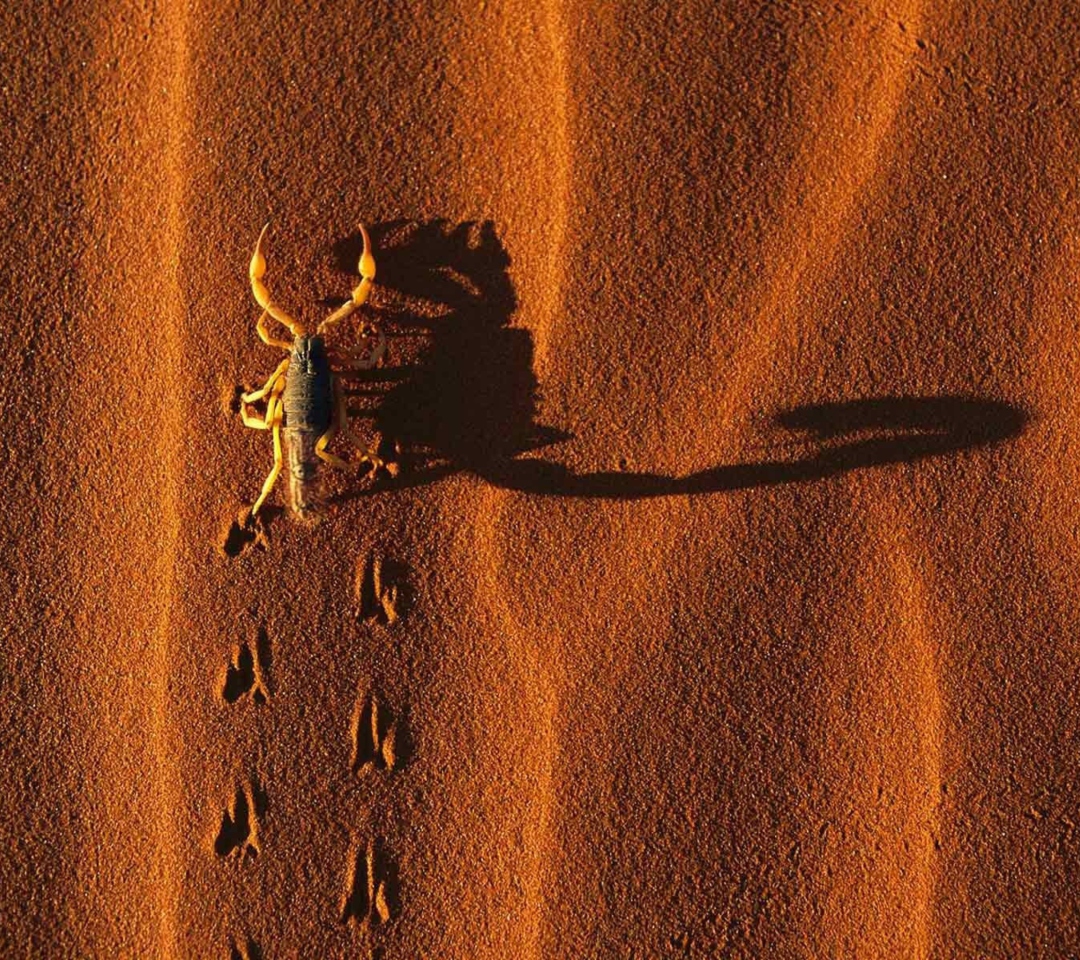Обои Scorpion On Sand 1080x960