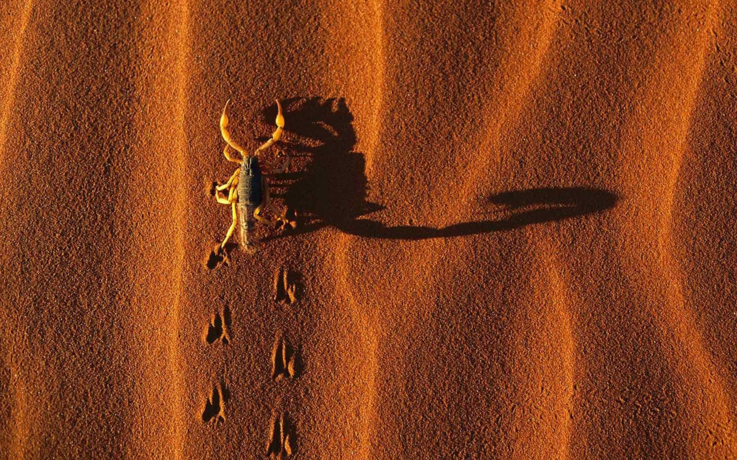 Обои Scorpion On Sand 1440x900