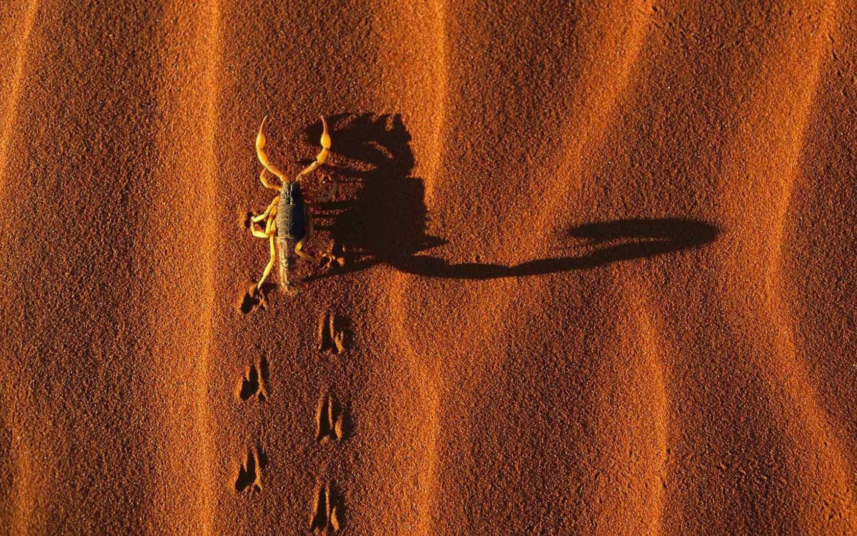 Screenshot №1 pro téma Scorpion On Sand 1680x1050