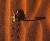 Scorpion On Sand wallpaper 176x144
