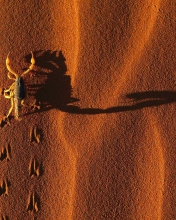 Das Scorpion On Sand Wallpaper 176x220