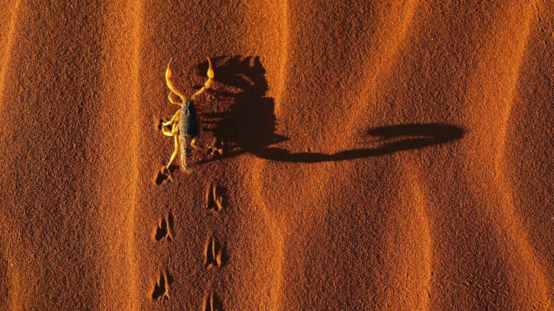 Fondo de pantalla Scorpion On Sand 1920x1080