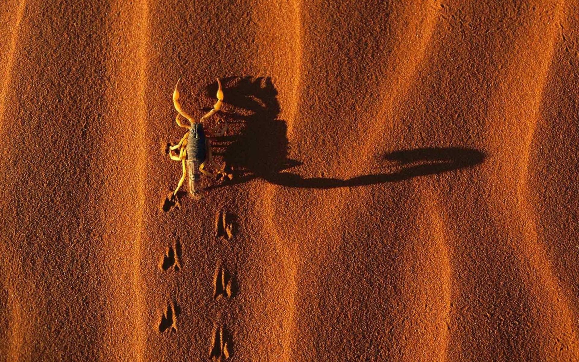 Fondo de pantalla Scorpion On Sand 1920x1200