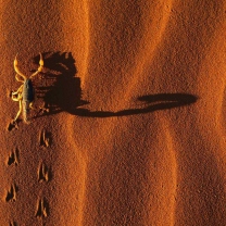 Das Scorpion On Sand Wallpaper 208x208