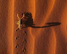 Обои Scorpion On Sand 220x176