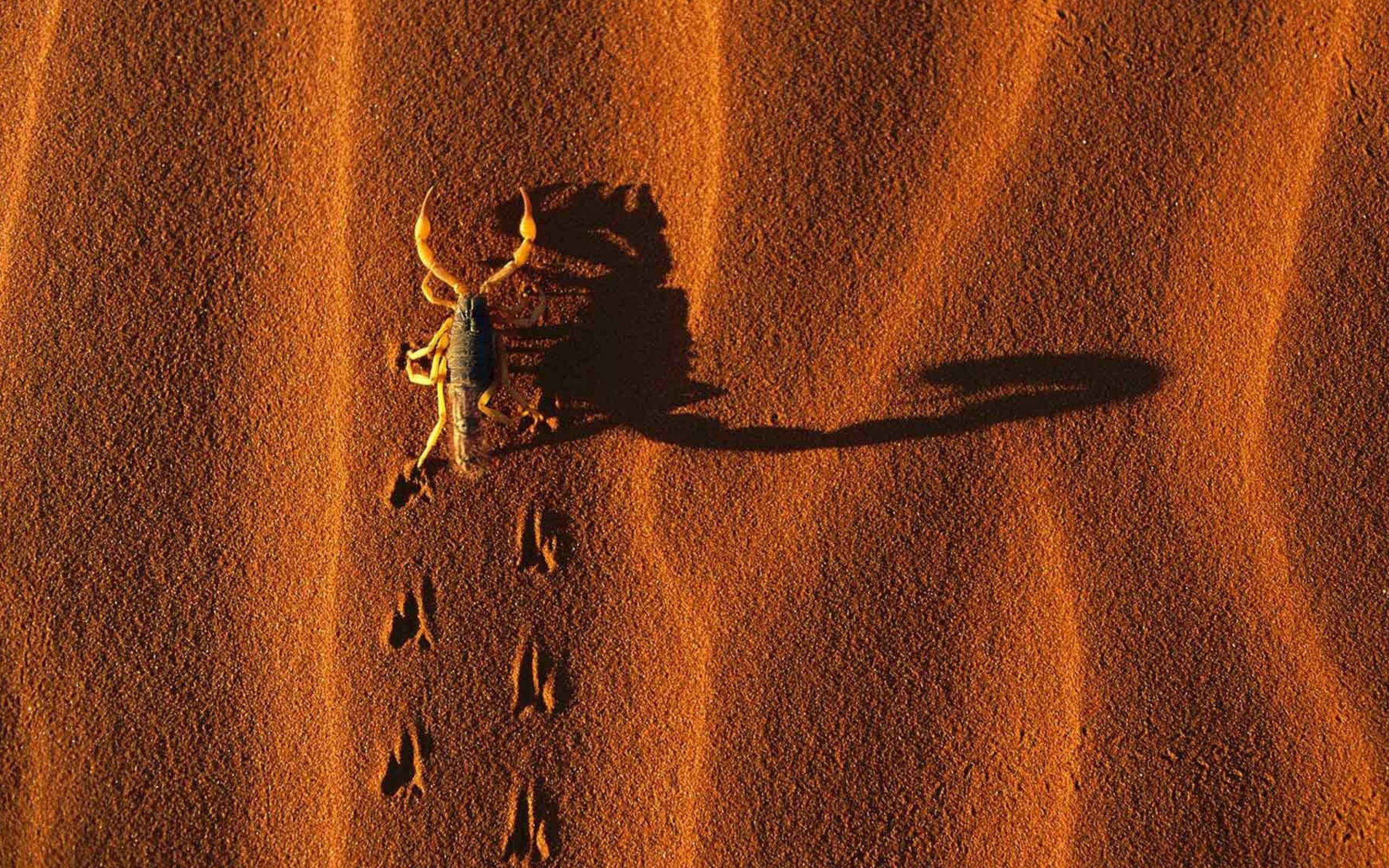 Das Scorpion On Sand Wallpaper 2560x1600