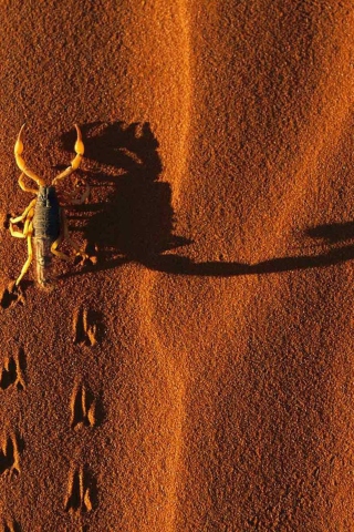 Das Scorpion On Sand Wallpaper 320x480