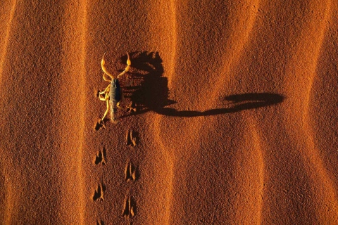 Fondo de pantalla Scorpion On Sand 480x320
