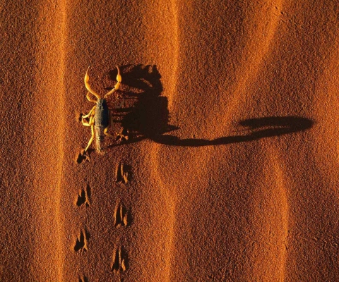 Screenshot №1 pro téma Scorpion On Sand 480x400
