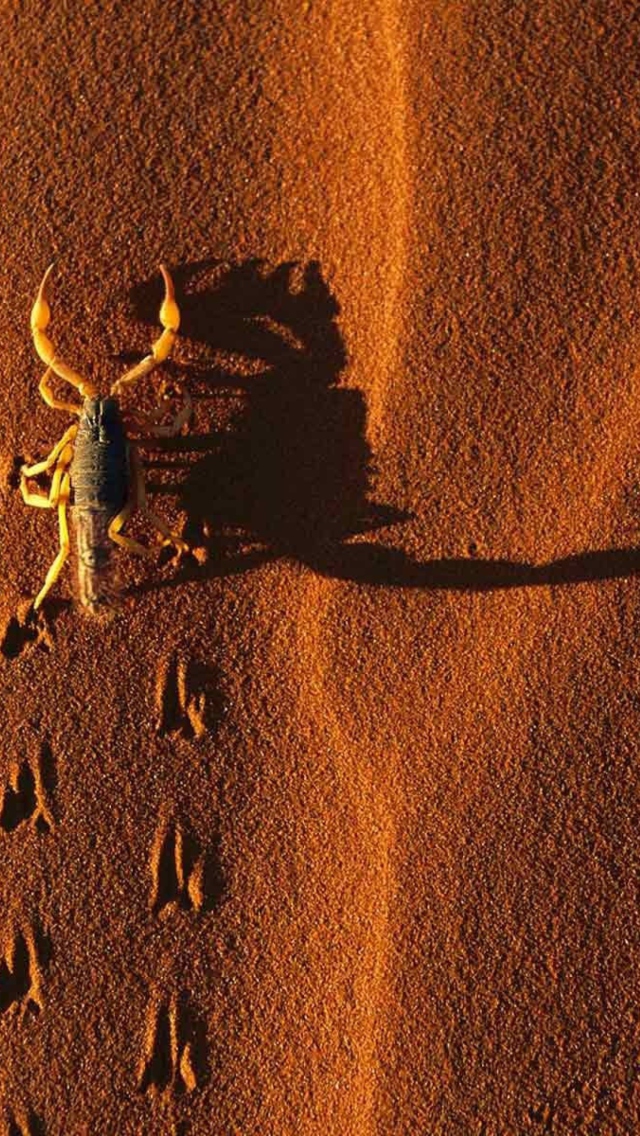 Das Scorpion On Sand Wallpaper 640x1136
