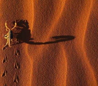 Kostenloses Scorpion On Sand Wallpaper für 1024x1024