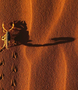 Kostenloses Scorpion On Sand Wallpaper für Nokia 6120 classic