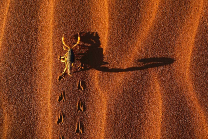 Обои Scorpion On Sand