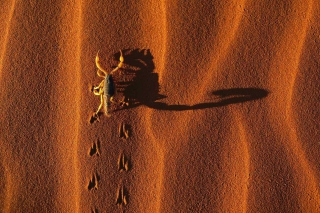 Scorpion On Sand Background for Android, iPhone and iPad