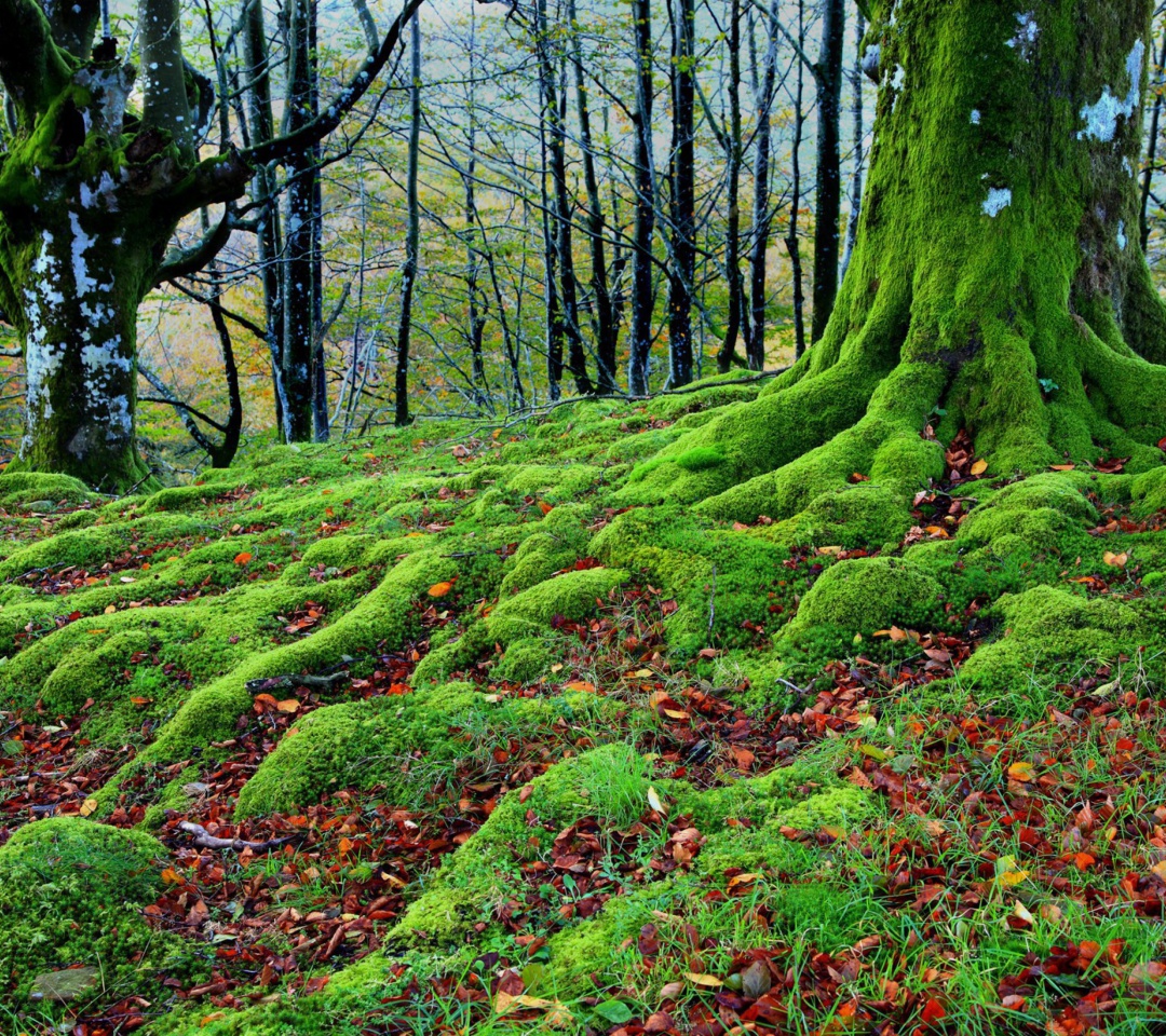 Обои Forest with Trees root in Moss 1080x960