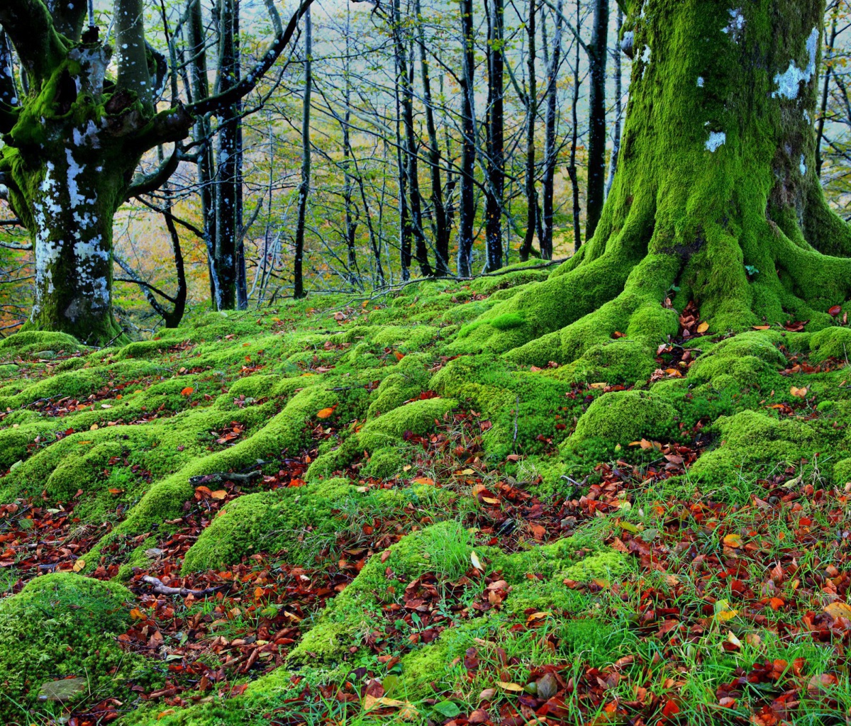 Forest with Trees root in Moss wallpaper 1200x1024