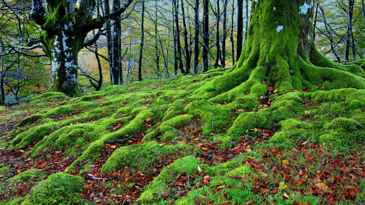 Forest with Trees root in Moss wallpaper 1280x720
