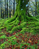 Das Forest with Trees root in Moss Wallpaper 128x160