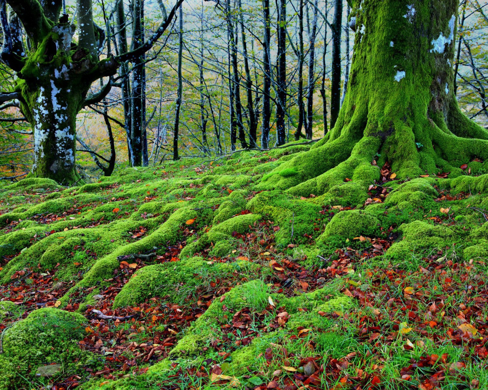 Das Forest with Trees root in Moss Wallpaper 1600x1280