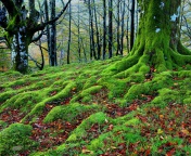 Screenshot №1 pro téma Forest with Trees root in Moss 176x144