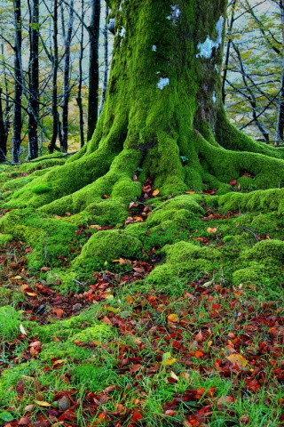 Das Forest with Trees root in Moss Wallpaper 320x480