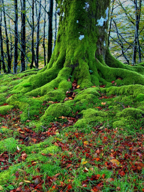 Sfondi Forest with Trees root in Moss 480x640