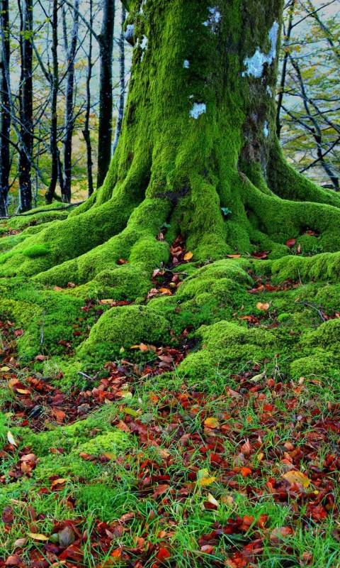 Das Forest with Trees root in Moss Wallpaper 480x800