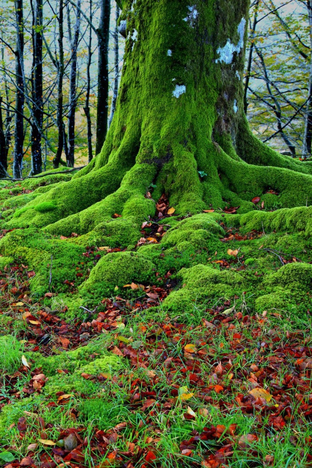 Das Forest with Trees root in Moss Wallpaper 640x960