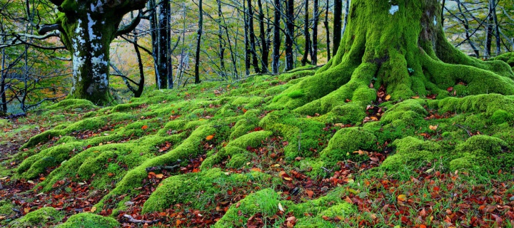 Das Forest with Trees root in Moss Wallpaper 720x320