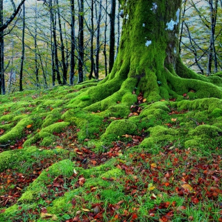 Forest with Trees root in Moss - Obrázkek zdarma pro 208x208